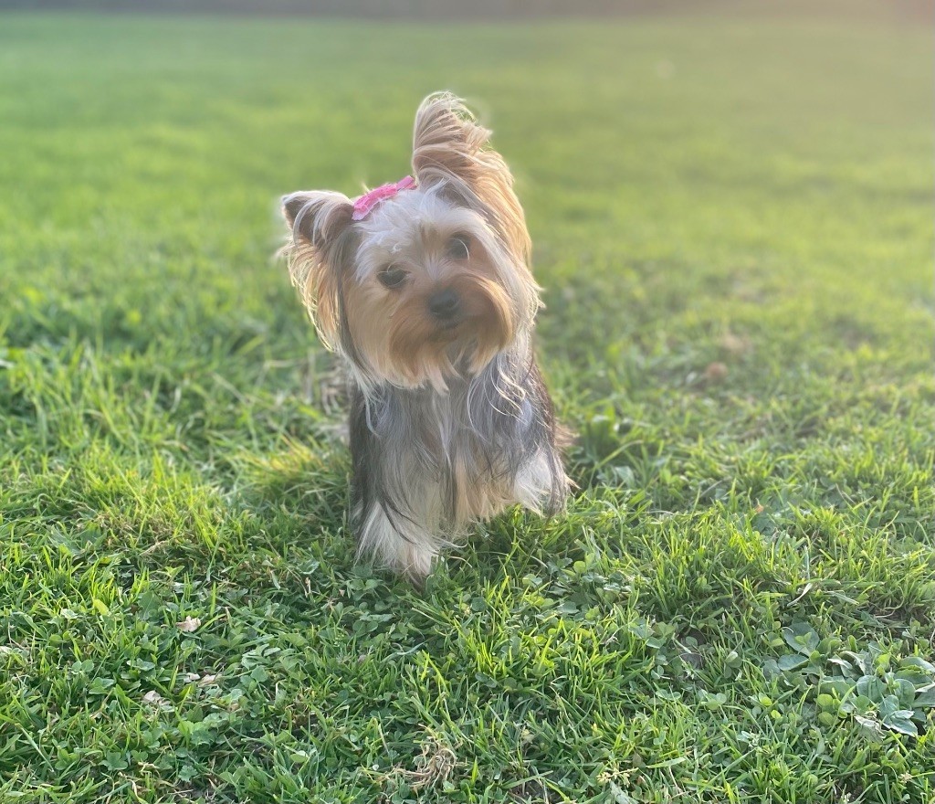 Romy Du Royaume Des Choupettes