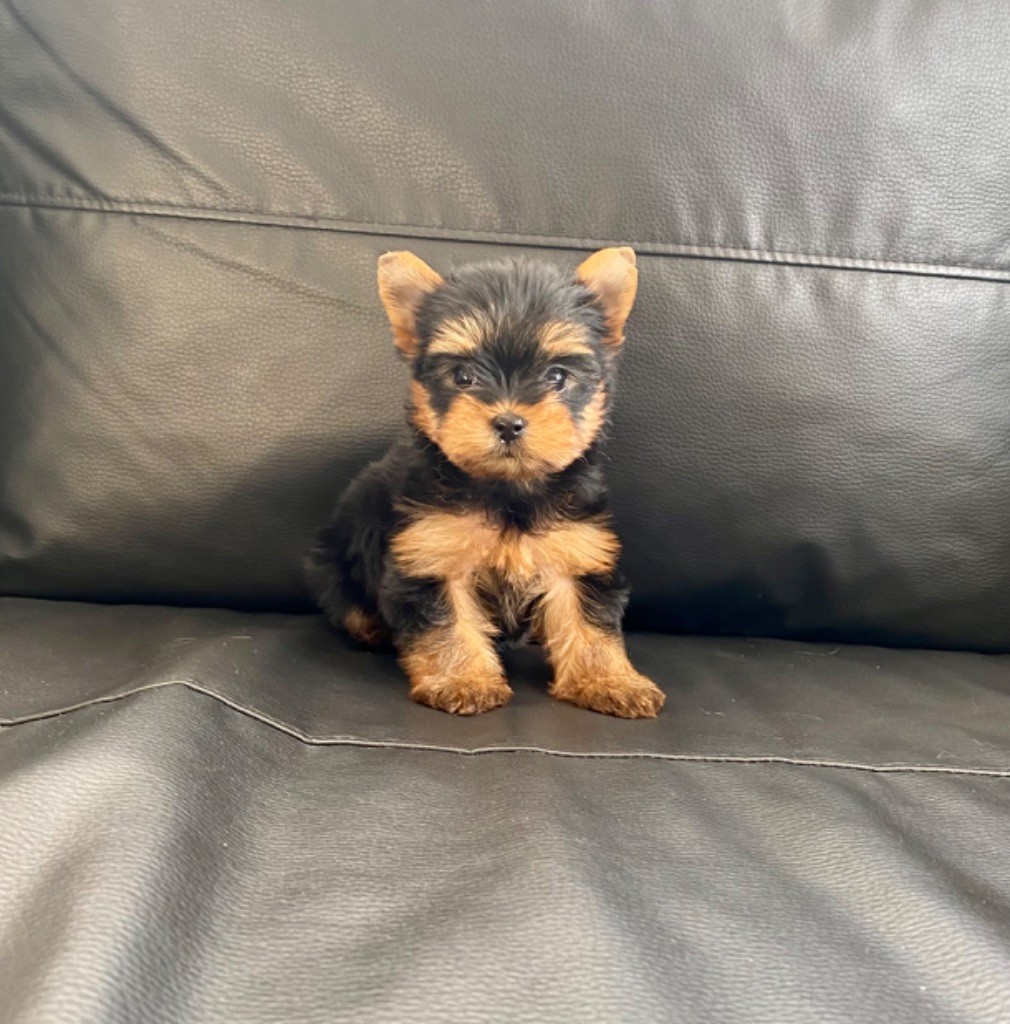 chiot Yorkshire Terrier Du Royaume Des Choupettes