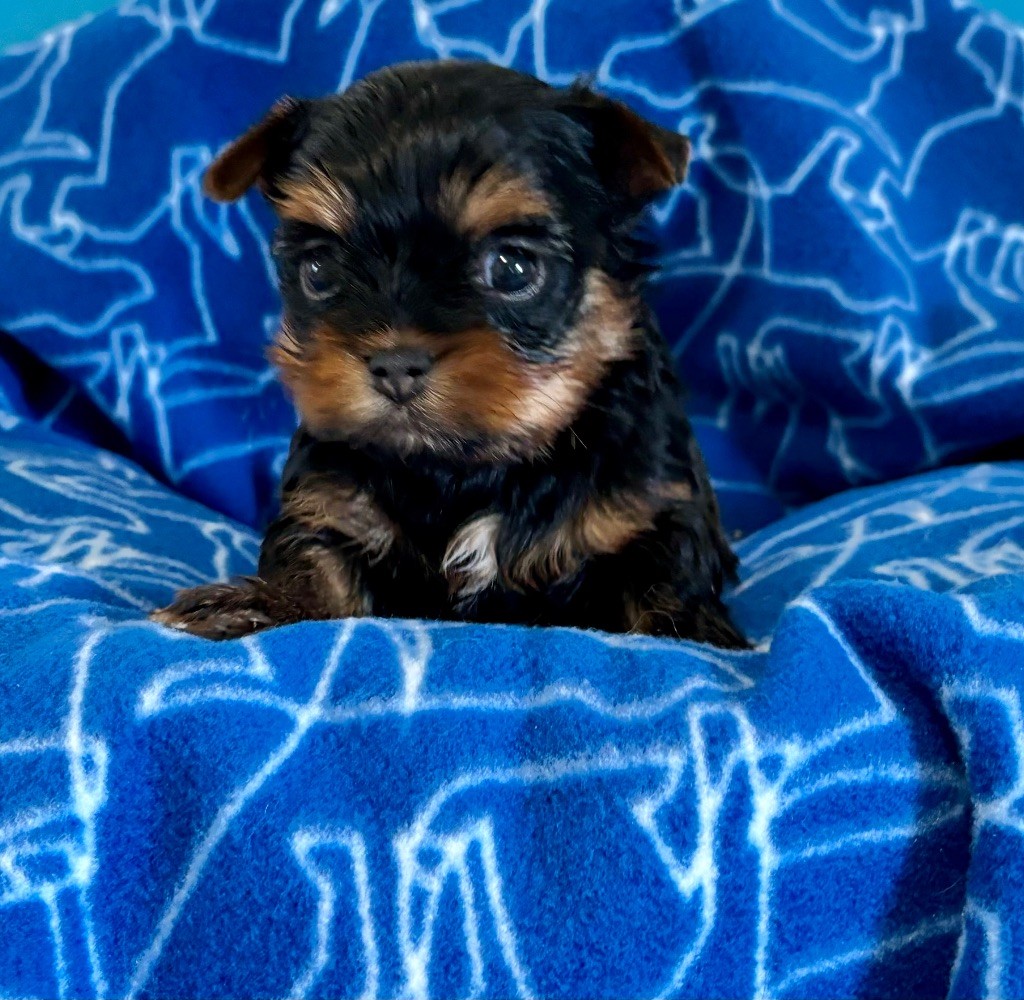 Du Royaume Des Choupettes - Chiot disponible  - Yorkshire Terrier