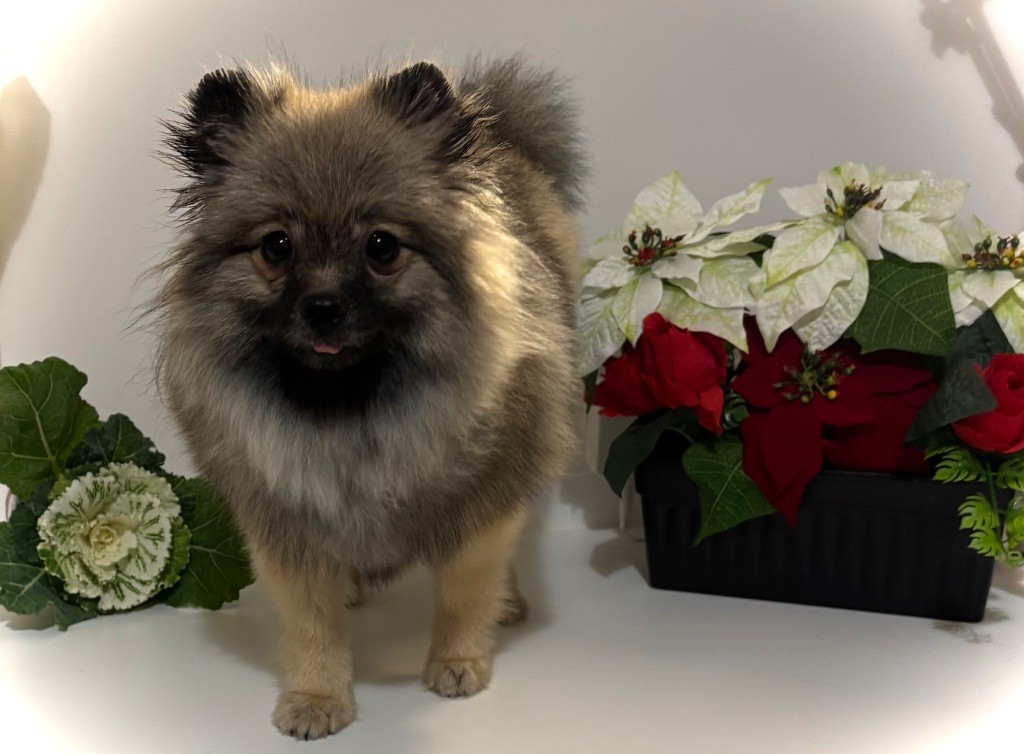 Alba du royaume des bouts de chou