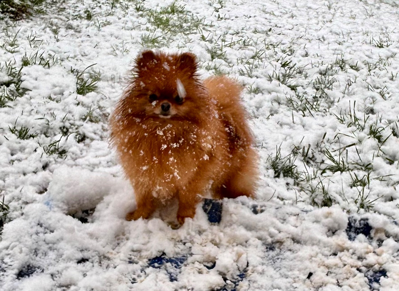 CH. Soixante neuf annee erotique du diamant d or Du Royaume Des Choupettes