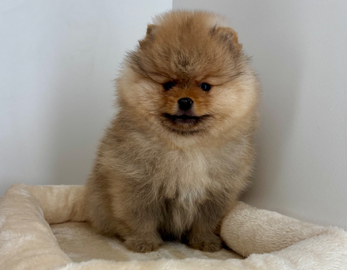 Bebe disponible