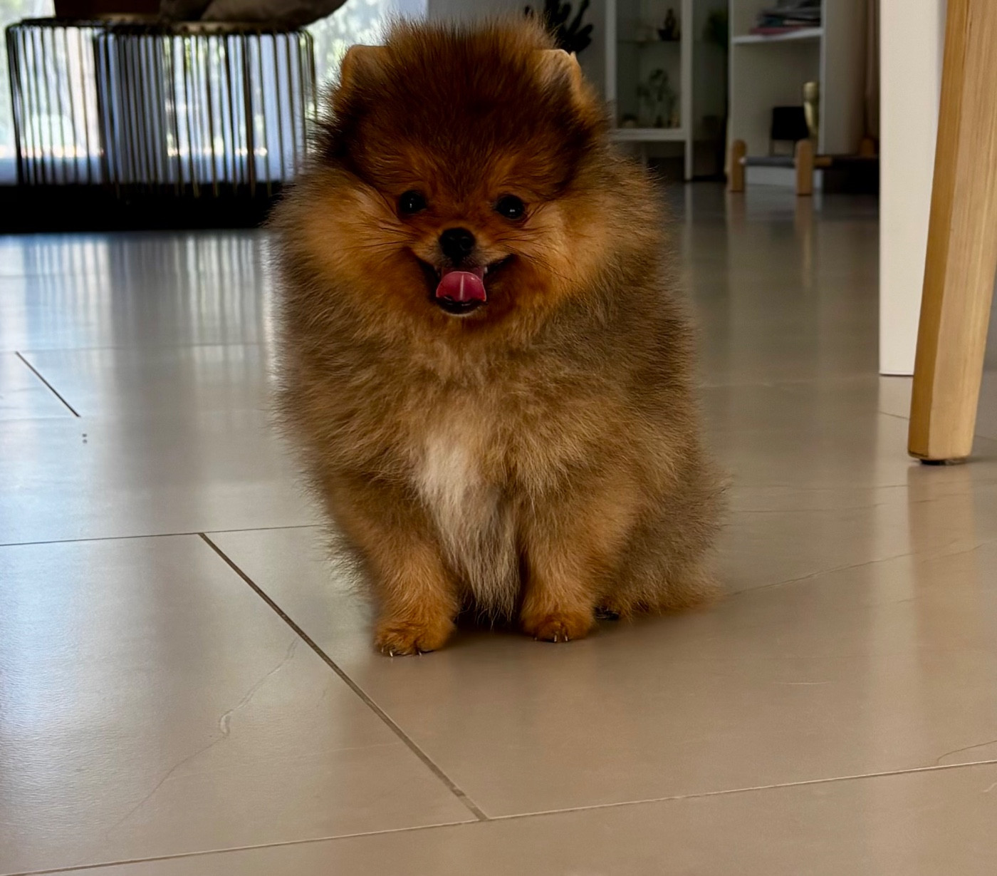 Bebe disponible
