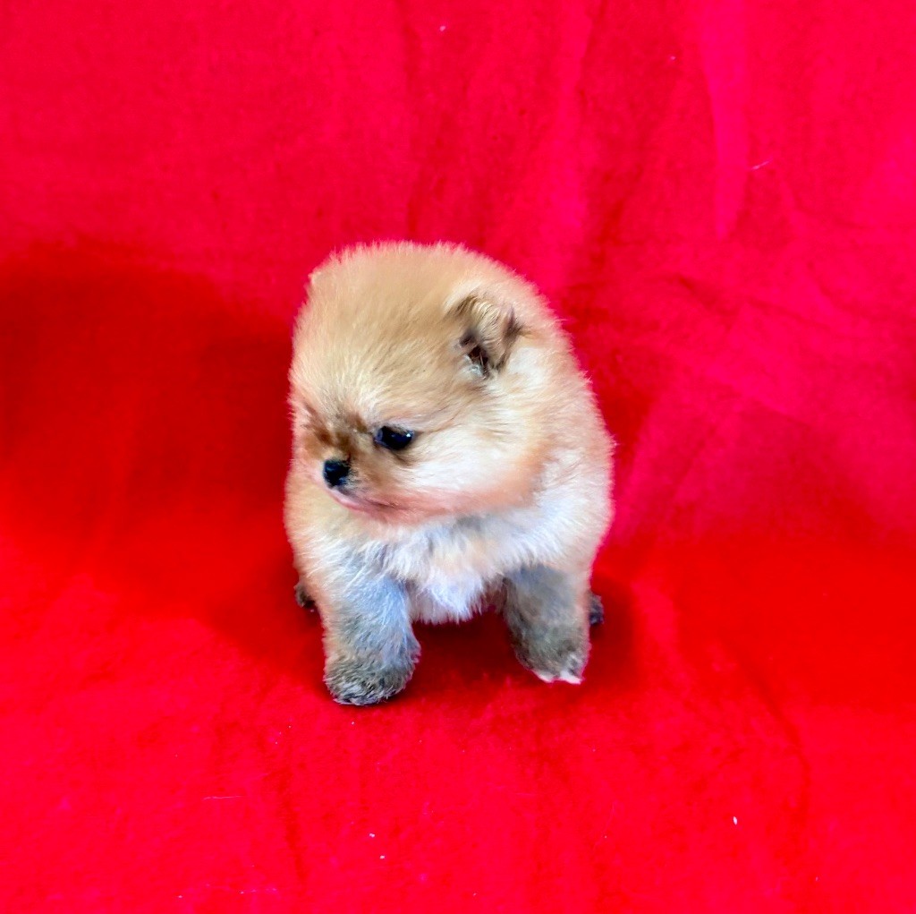 Du Royaume Des Choupettes - Pomeranian typé ourson
