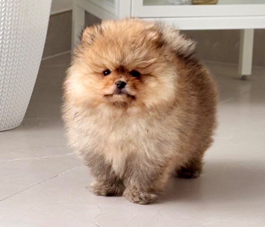 Loulou Pomeranian dispo
