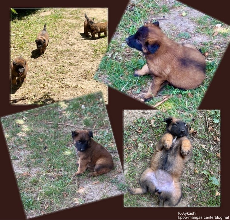 Chiot Berger Belge Du Royaume Des Choupettes
