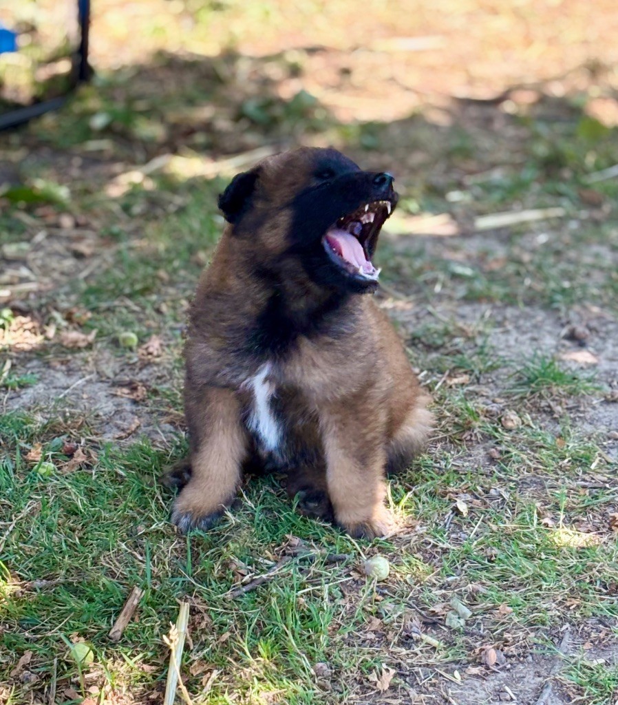 Du Royaume Des Choupettes - Chiots disponibles - Berger Belge