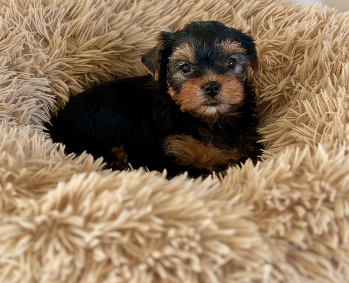 Du Royaume Des Choupettes - Chiots disponibles - Yorkshire Terrier