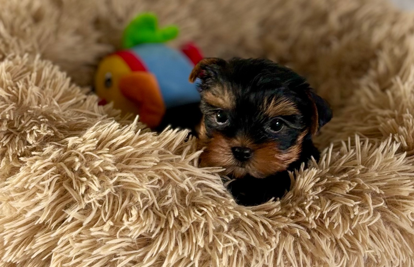 Chiot Yorkshire Terrier Du Royaume Des Choupettes