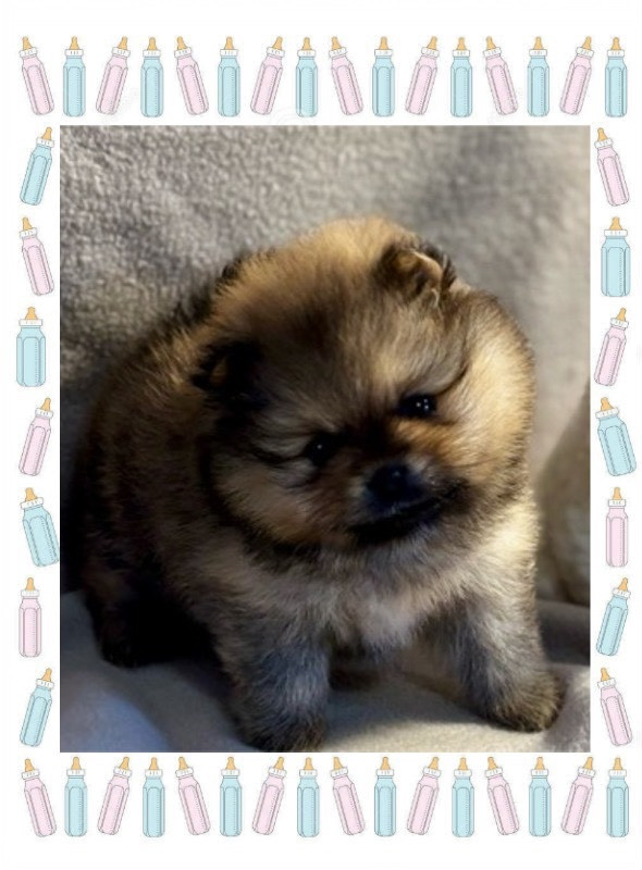 Du Royaume Des Choupettes - Chiots disponibles - Spitz allemand