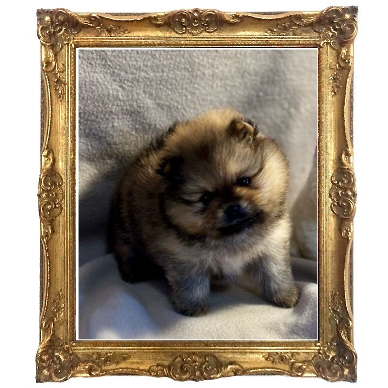 Chiot Spitz allemand Du Royaume Des Choupettes