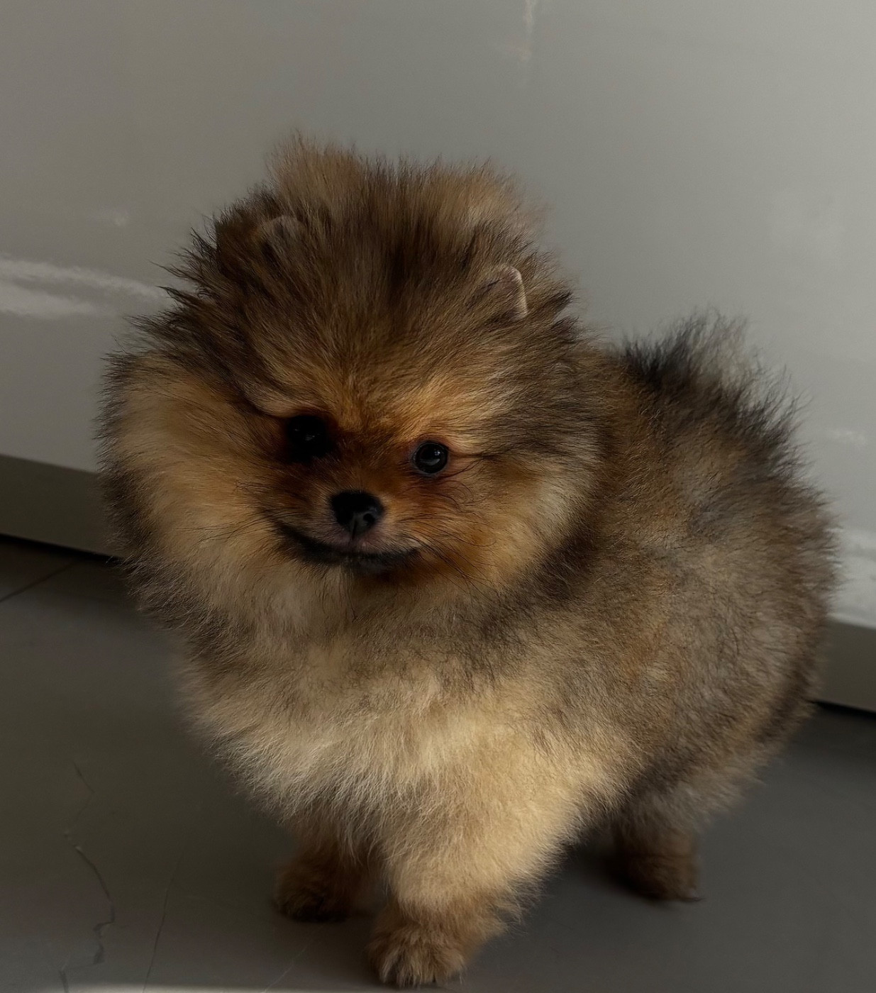 Du Royaume Des Choupettes - Chiots disponibles - Spitz allemand