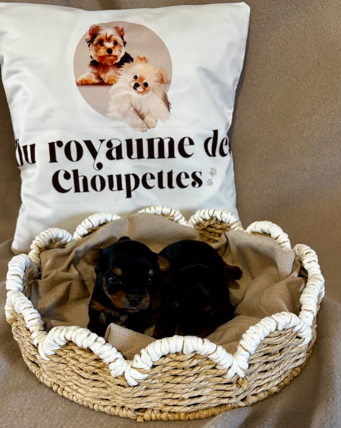 Du Royaume Des Choupettes - Chiots disponibles - Yorkshire Terrier