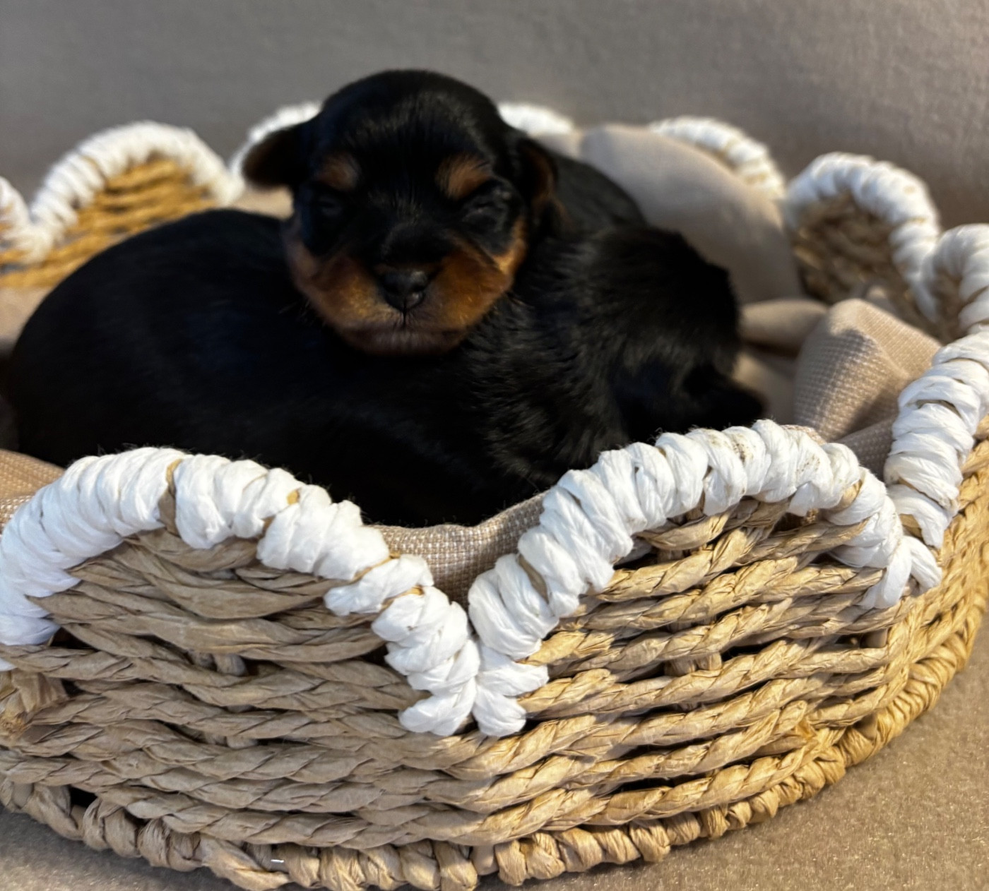 Du Royaume Des Choupettes - Yorkshire Terrier - Portée née le 27/02/2026