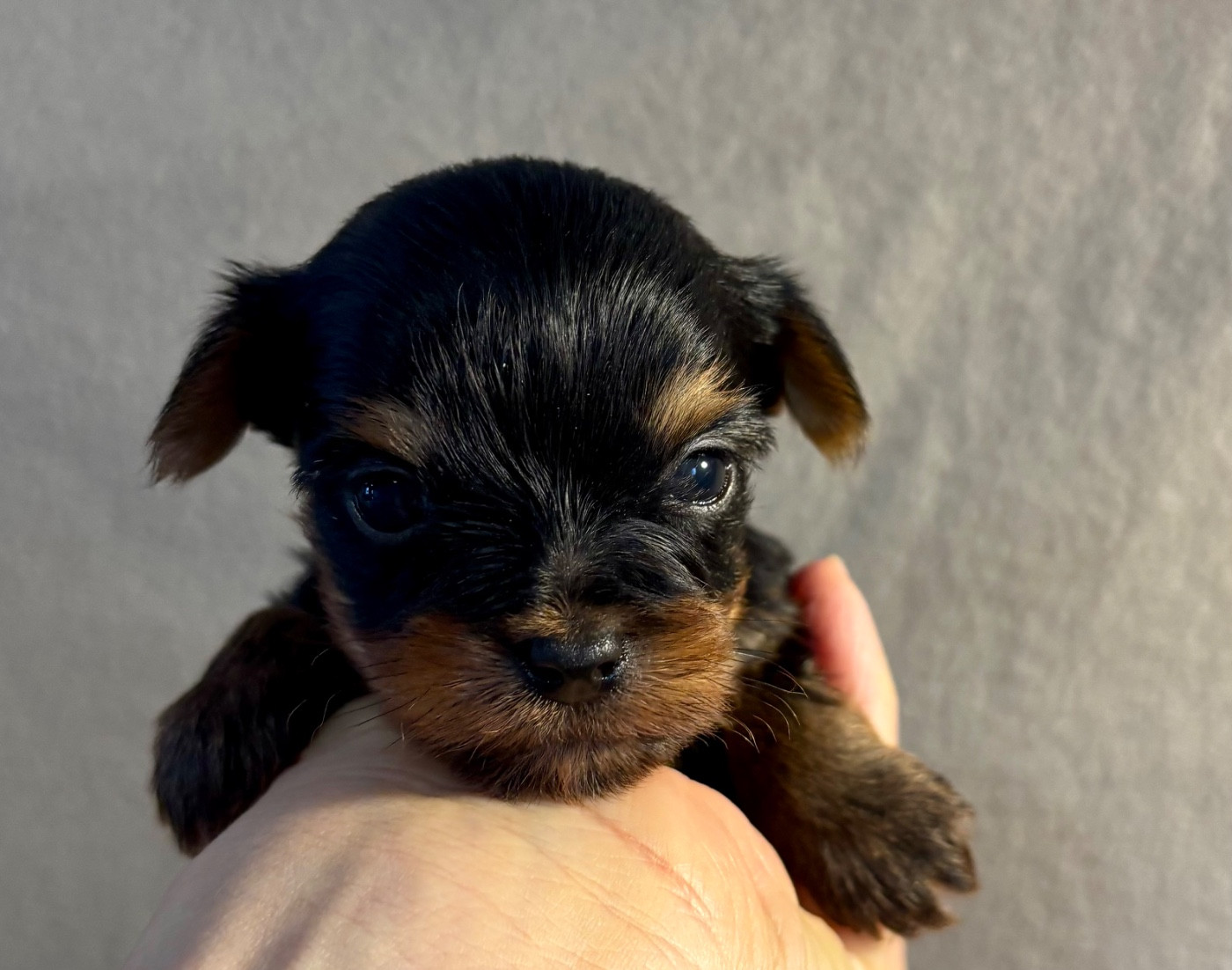 Du Royaume Des Choupettes - Chiots disponibles - Yorkshire Terrier