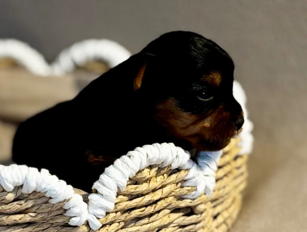 Du Royaume Des Choupettes - Yorkshire Terrier - Portée née le 23/02/2026