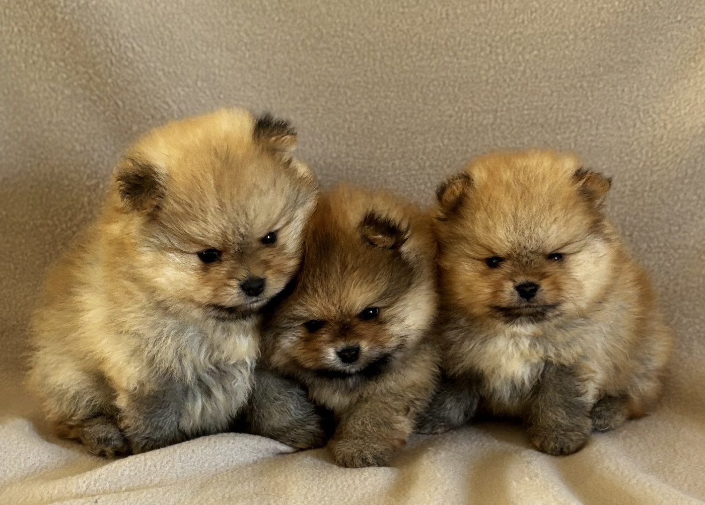Du Royaume Des Choupettes - Chiots disponibles - Spitz allemand