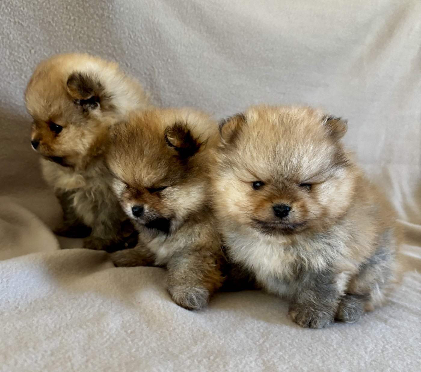 Du Royaume Des Choupettes - Chiots disponibles - Spitz allemand