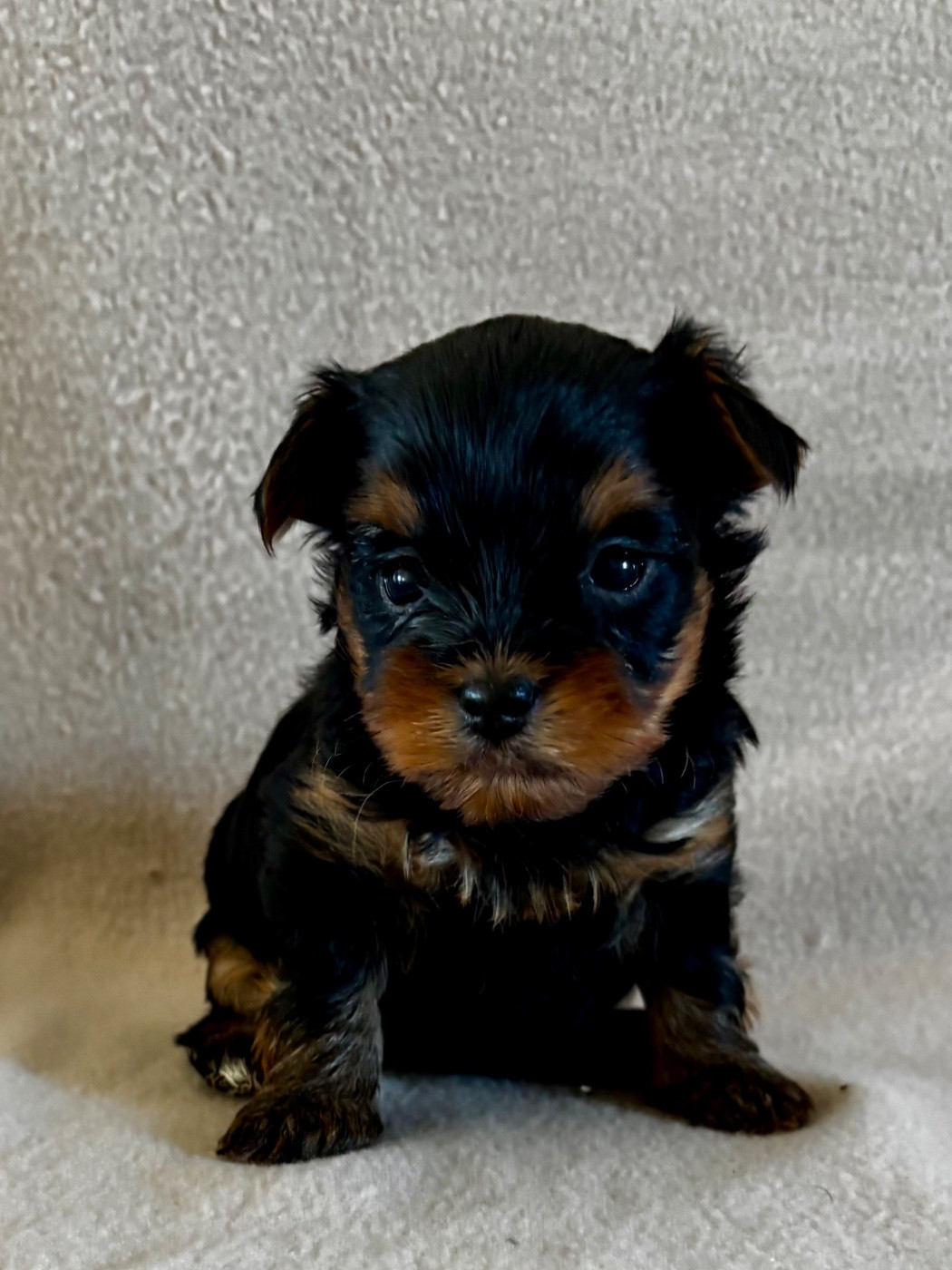 Du Royaume Des Choupettes - Chiots disponibles - Yorkshire Terrier