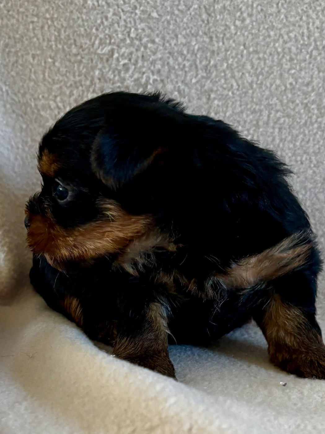 Du Royaume Des Choupettes - Chiots disponibles - Yorkshire Terrier