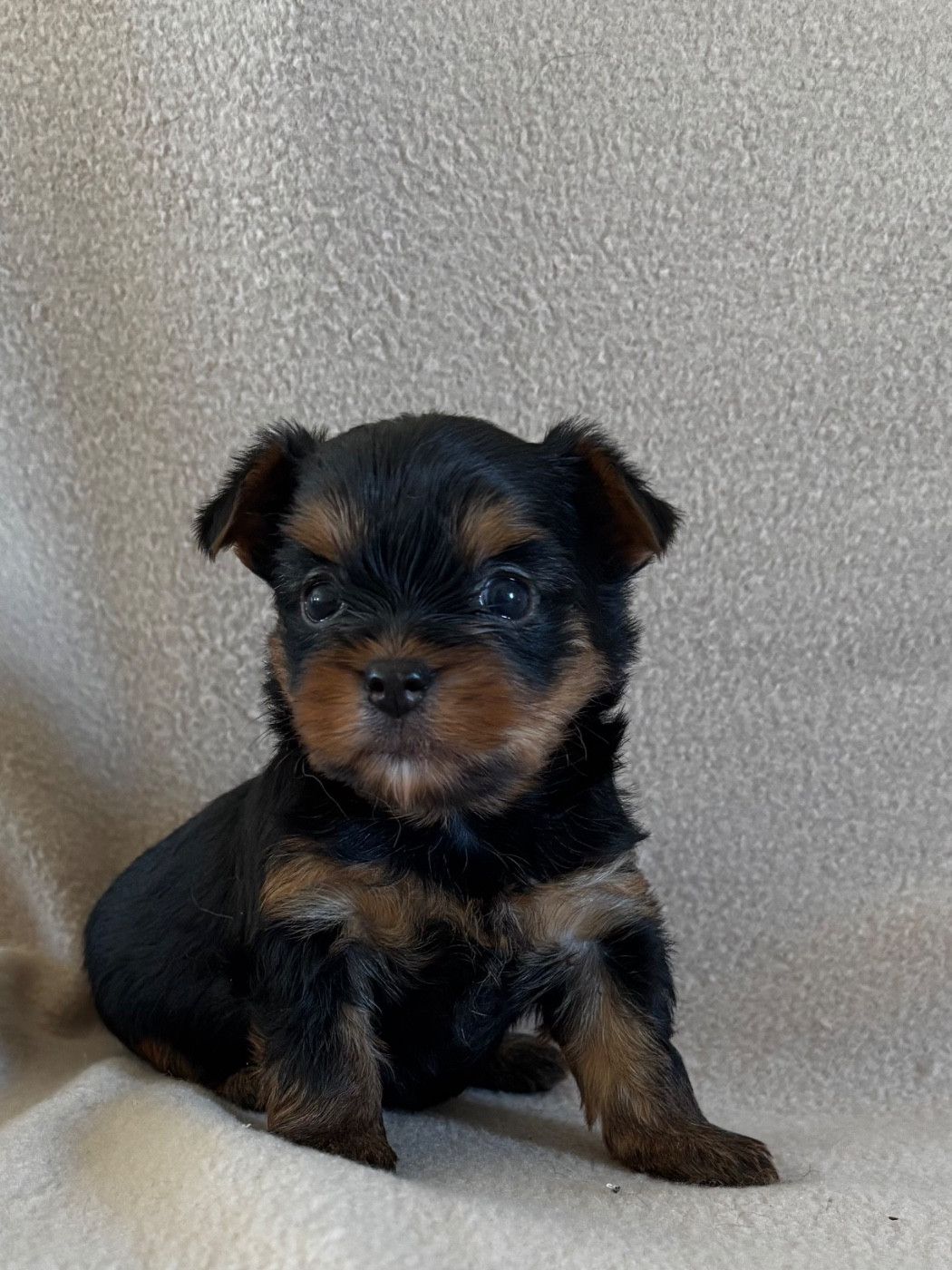 Du Royaume Des Choupettes - Chiots disponibles - Yorkshire Terrier