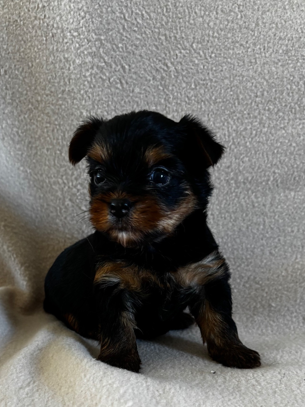 Du Royaume Des Choupettes - Chiots disponibles - Yorkshire Terrier