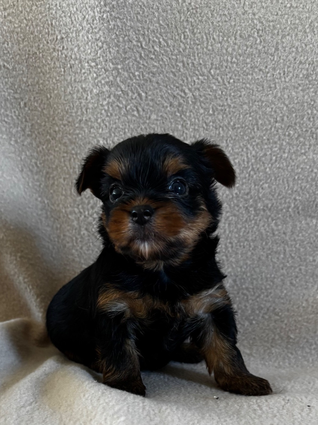 Chiot Yorkshire Terrier Du Royaume Des Choupettes