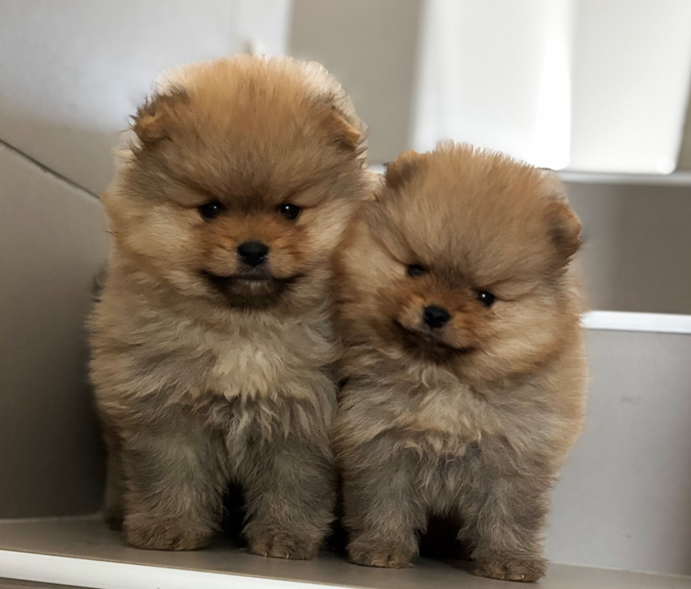 Du Royaume Des Choupettes - Chiots disponibles - Spitz allemand