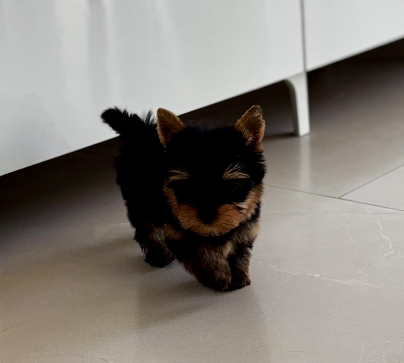 Du Royaume Des Choupettes - Chiots disponibles - Yorkshire Terrier