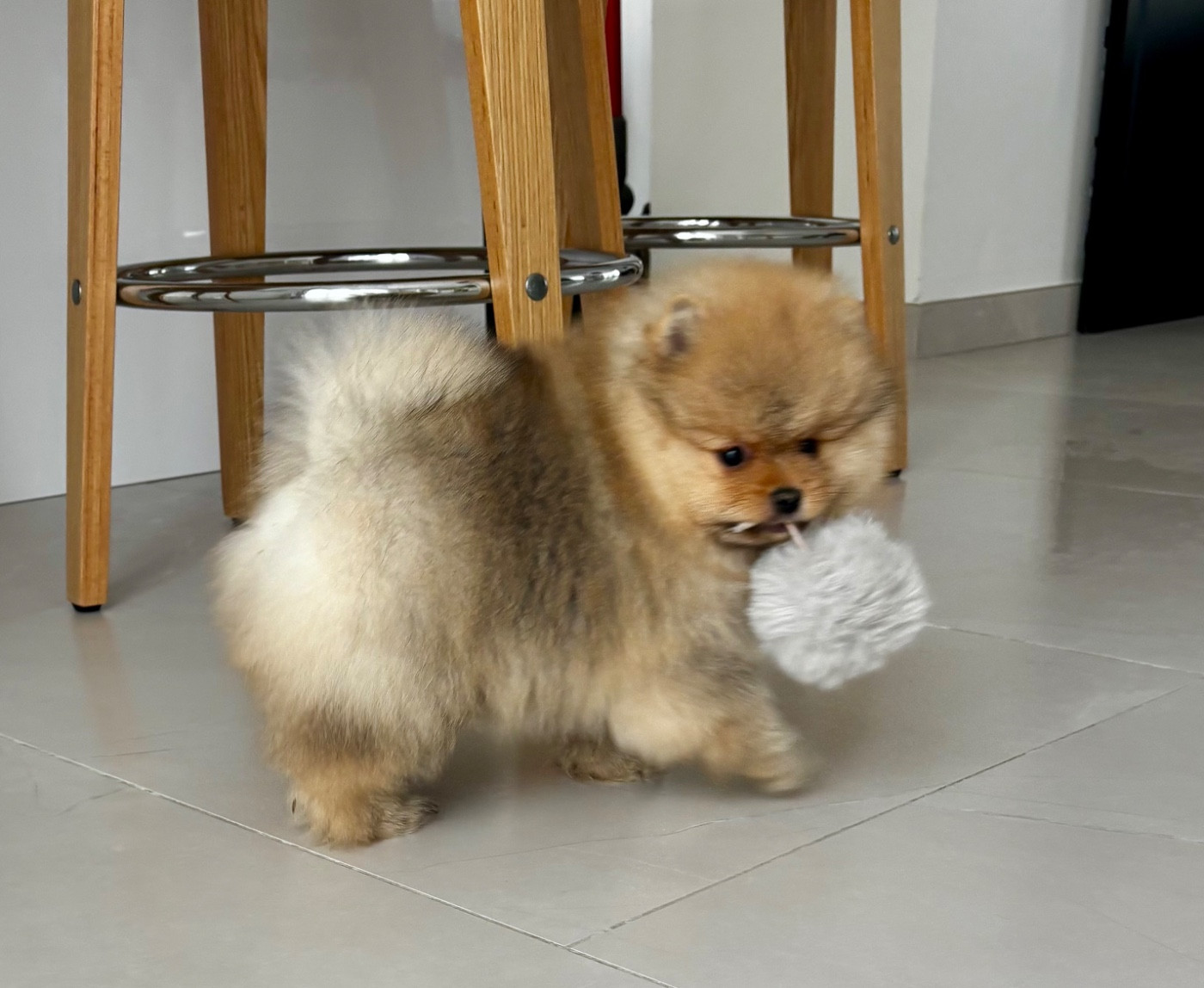 Du Royaume Des Choupettes - Chiots disponibles - Spitz allemand