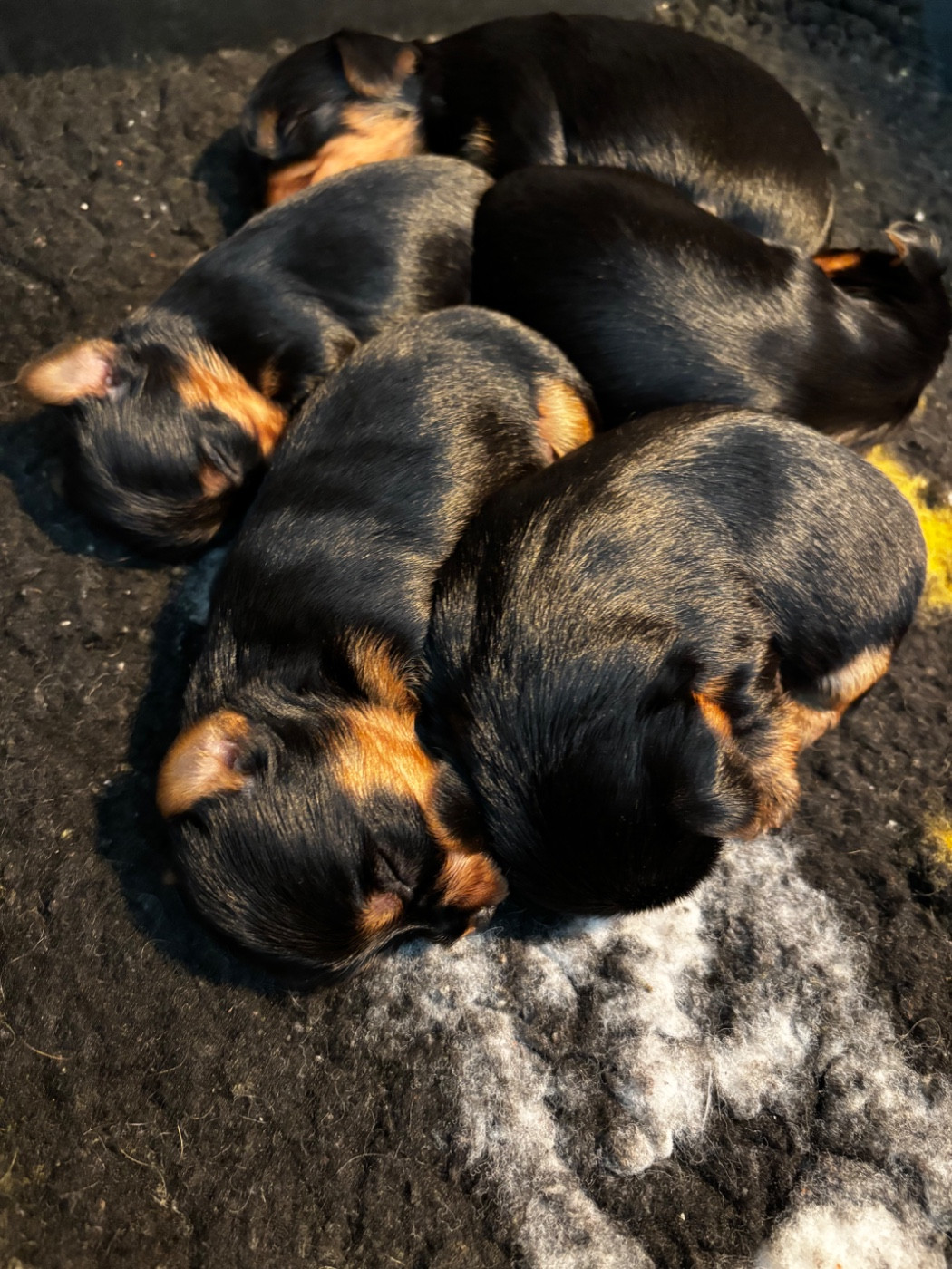 Du Royaume Des Choupettes - Chiots disponibles - Yorkshire Terrier