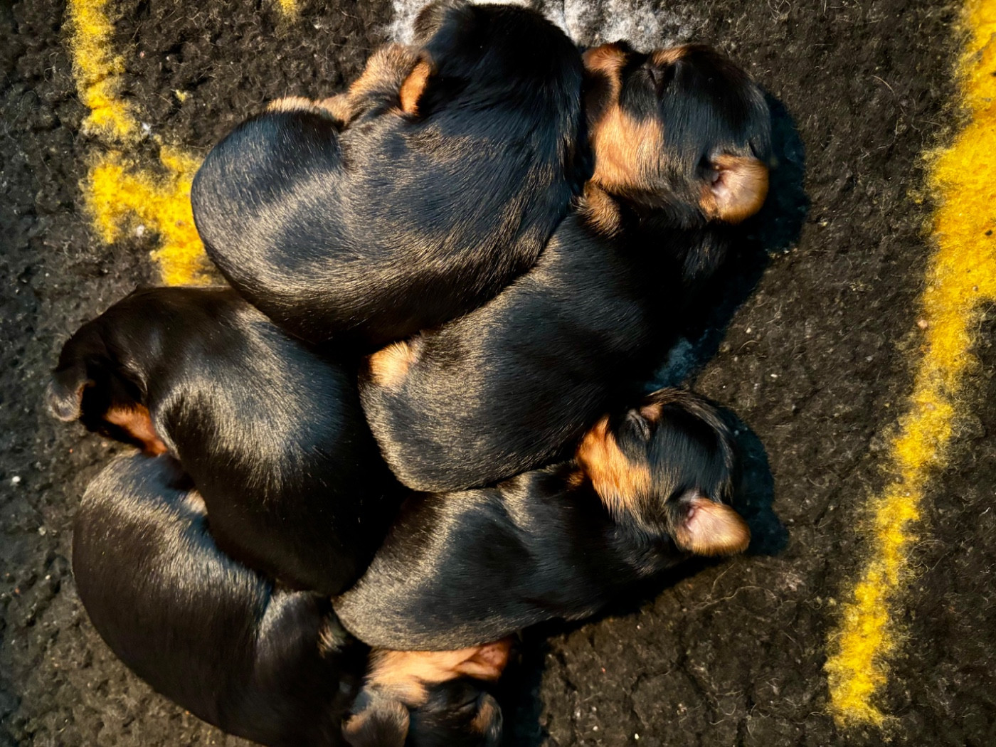 Du Royaume Des Choupettes - Chiots disponibles - Yorkshire Terrier