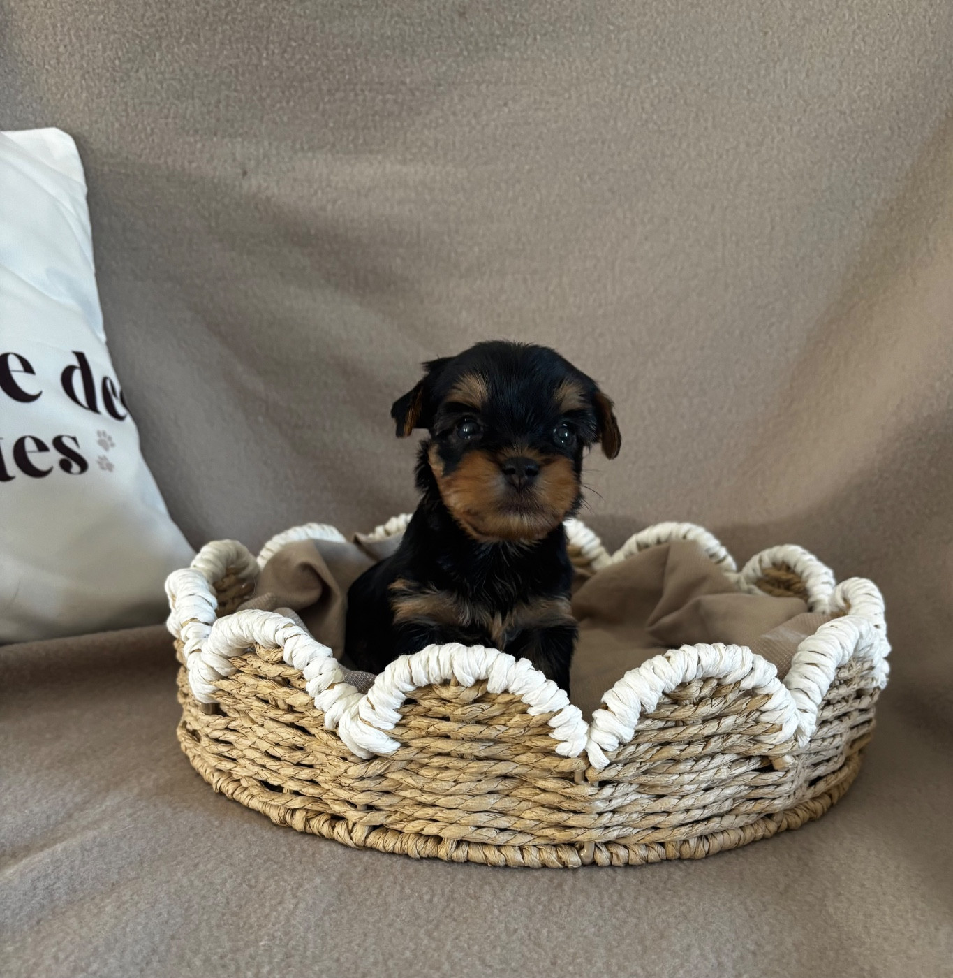 Du Royaume Des Choupettes - Chiots disponibles - Yorkshire Terrier