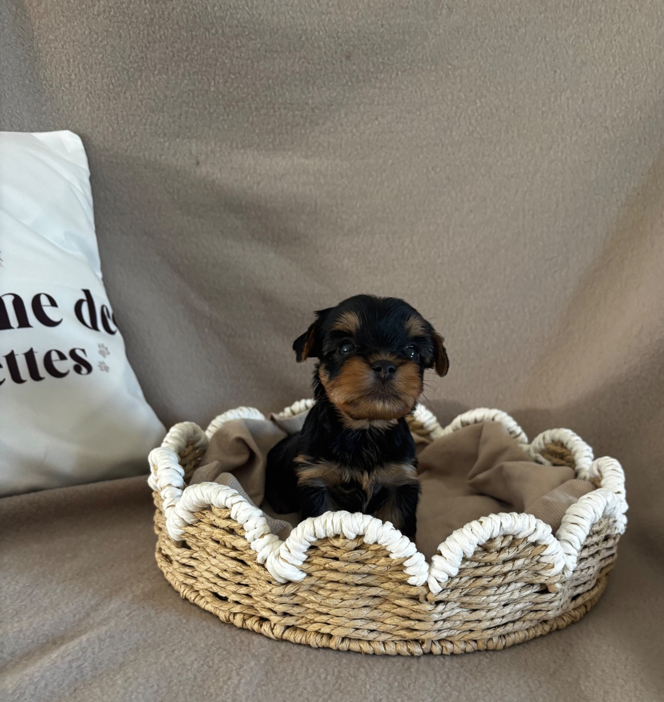 Chiot Yorkshire Terrier Du Royaume Des Choupettes
