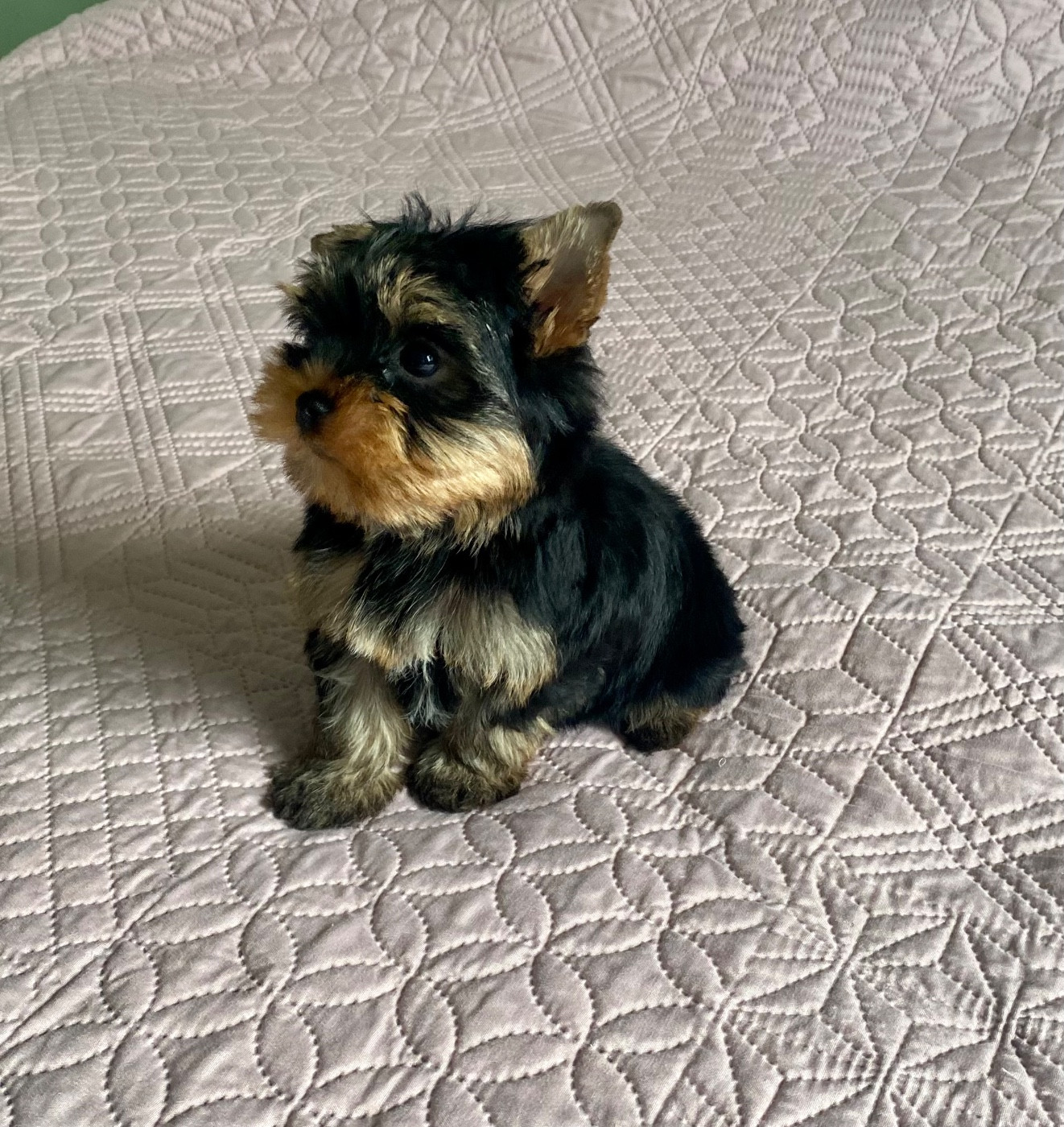 Du Royaume Des Choupettes - Chiots disponibles - Yorkshire Terrier
