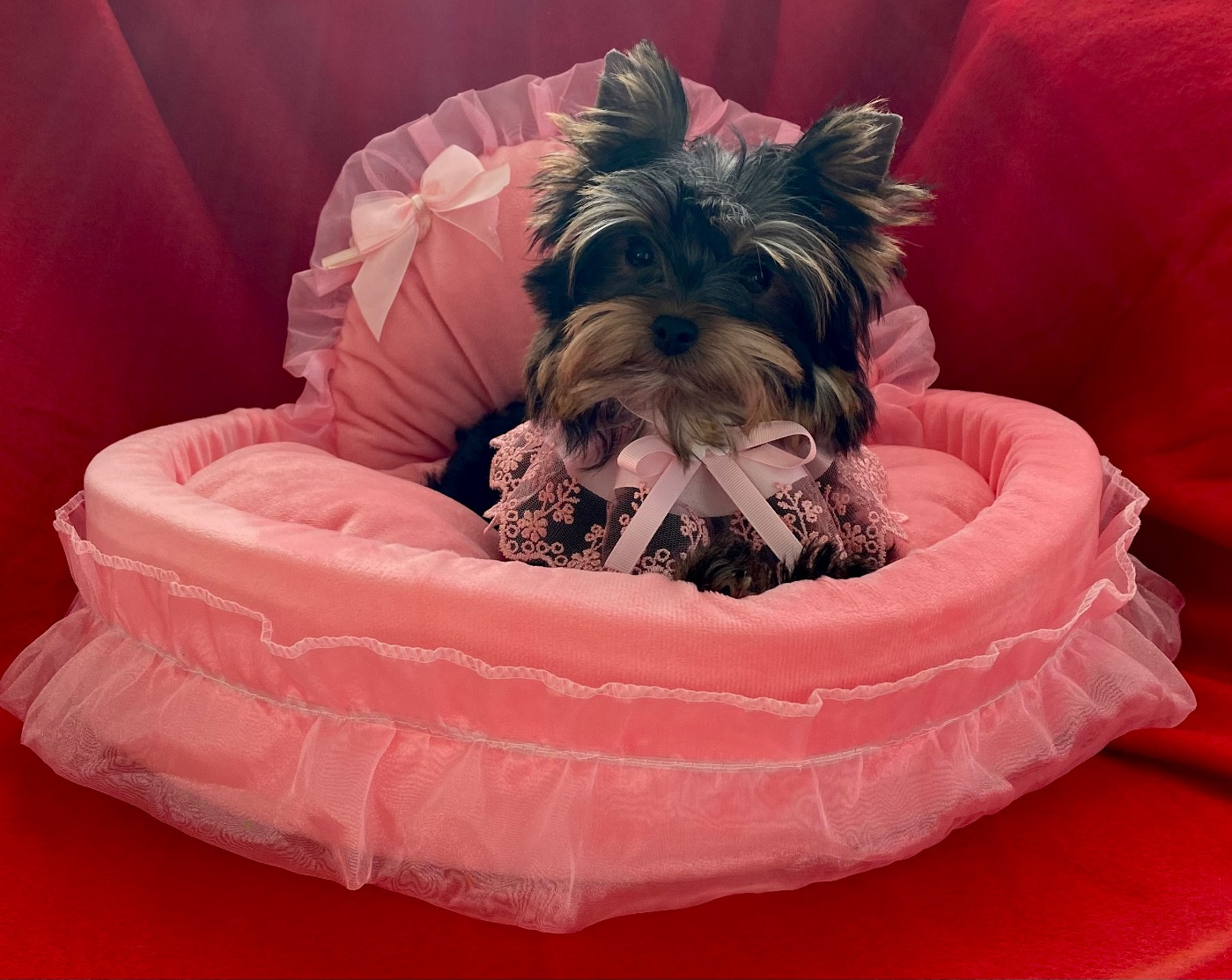 Chiot Yorkshire Terrier Du Royaume Des Choupettes