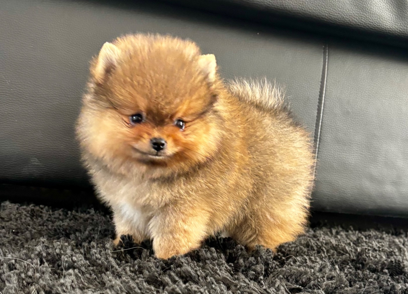 Chiot Spitz allemand Du Royaume Des Choupettes
