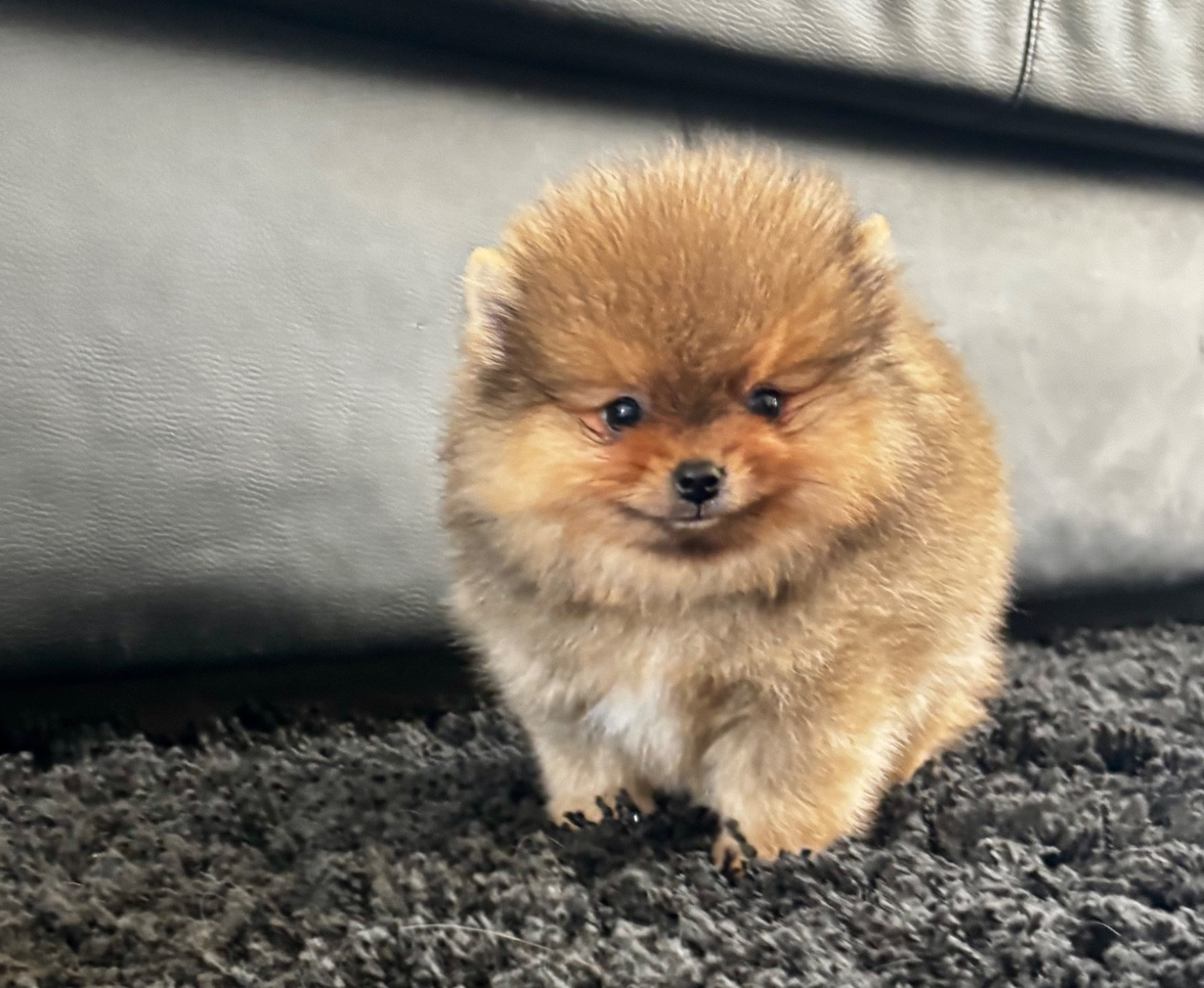 Du Royaume Des Choupettes - Chiots disponibles - Spitz allemand