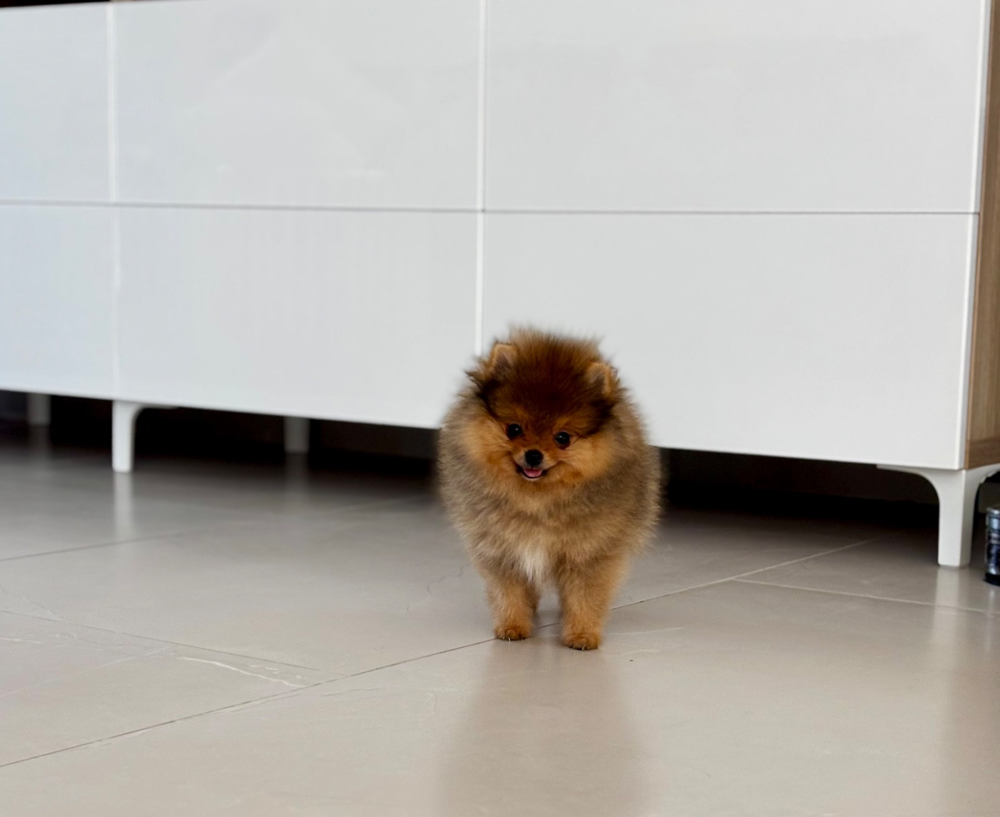 Du Royaume Des Choupettes - Chiots disponibles - Spitz allemand