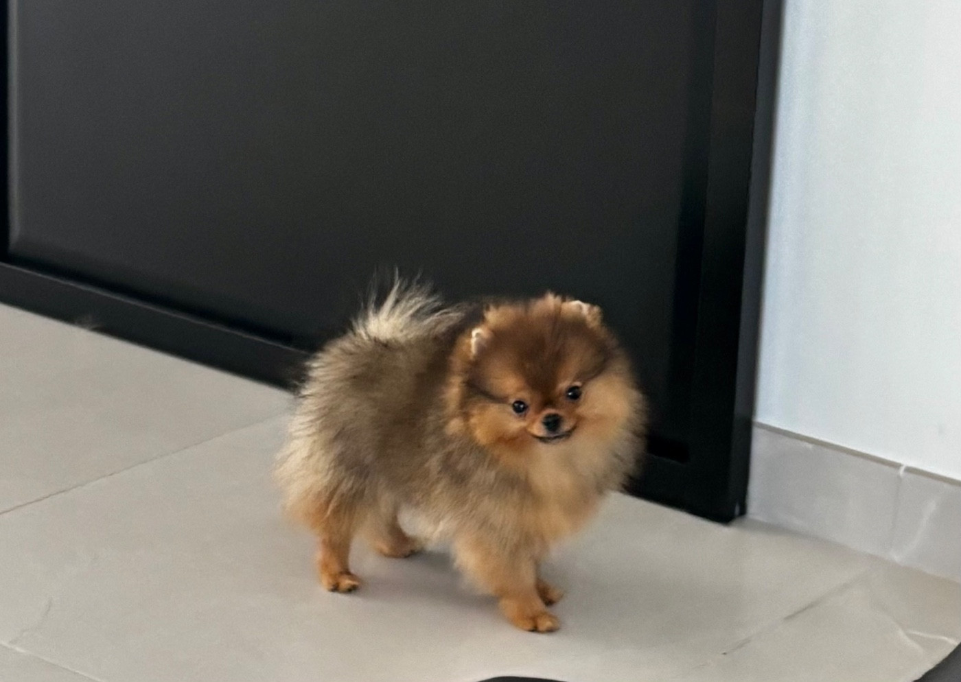 Du Royaume Des Choupettes - Chiots disponibles - Spitz allemand