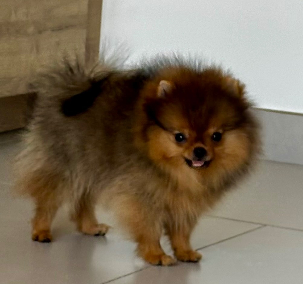 Du Royaume Des Choupettes - Chiots disponibles - Spitz allemand