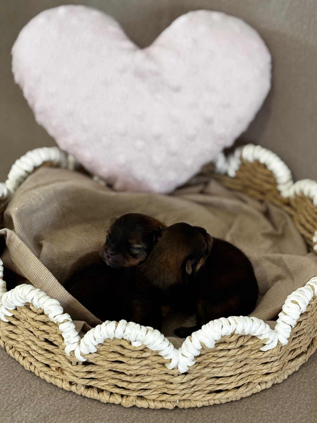 Du Royaume Des Choupettes - Chiots disponibles - Spitz allemand