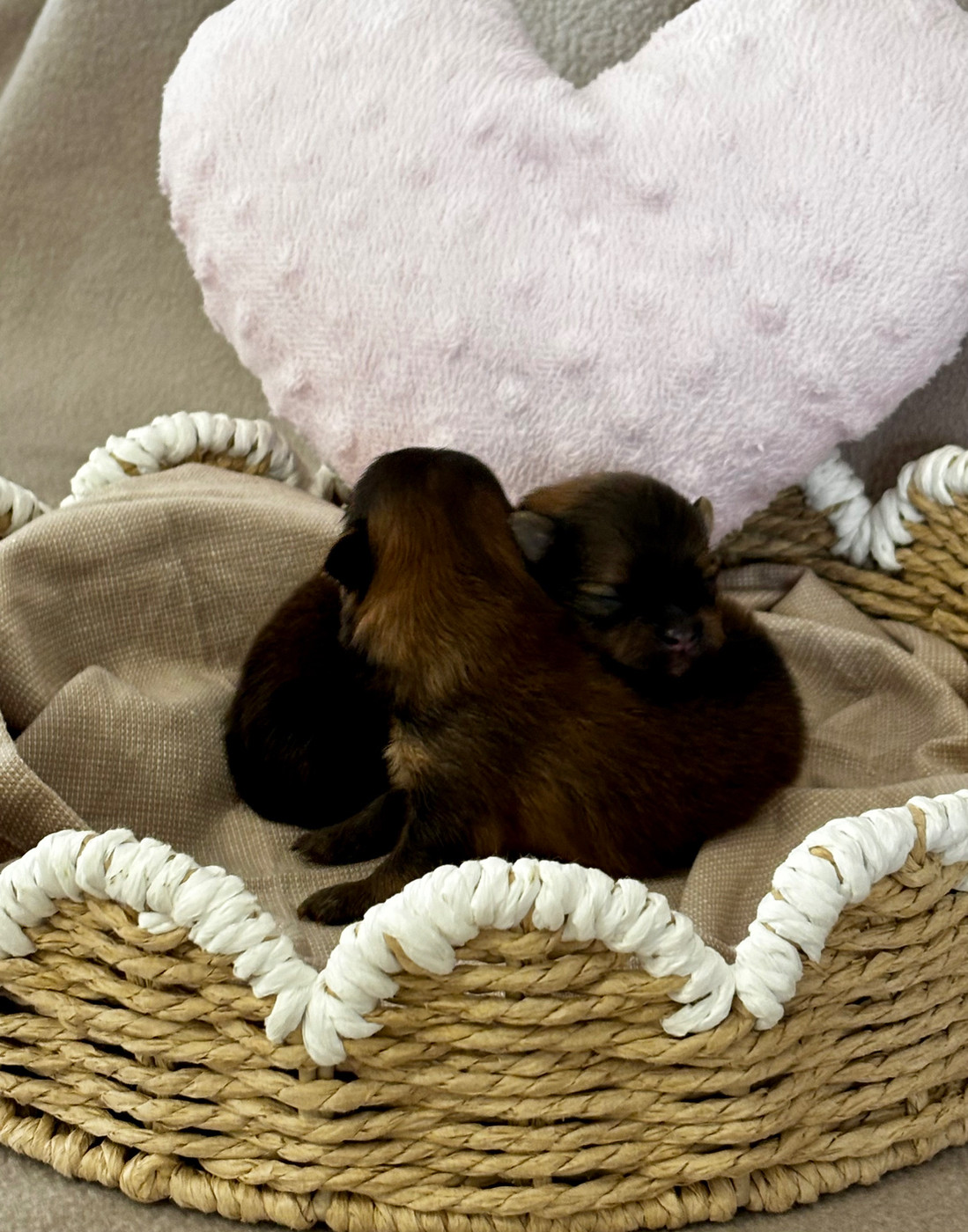 Du Royaume Des Choupettes - Chiots disponibles - Spitz allemand