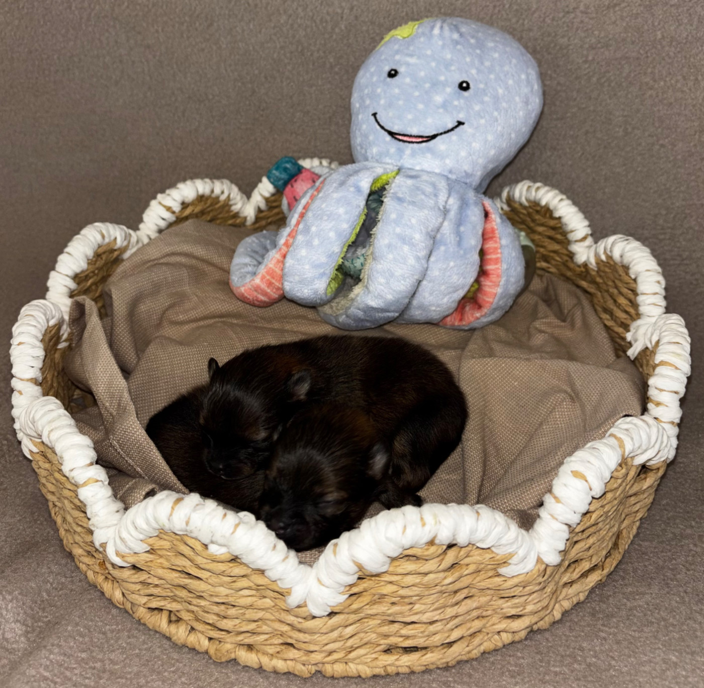 Du Royaume Des Choupettes - Chiots disponibles - Spitz allemand