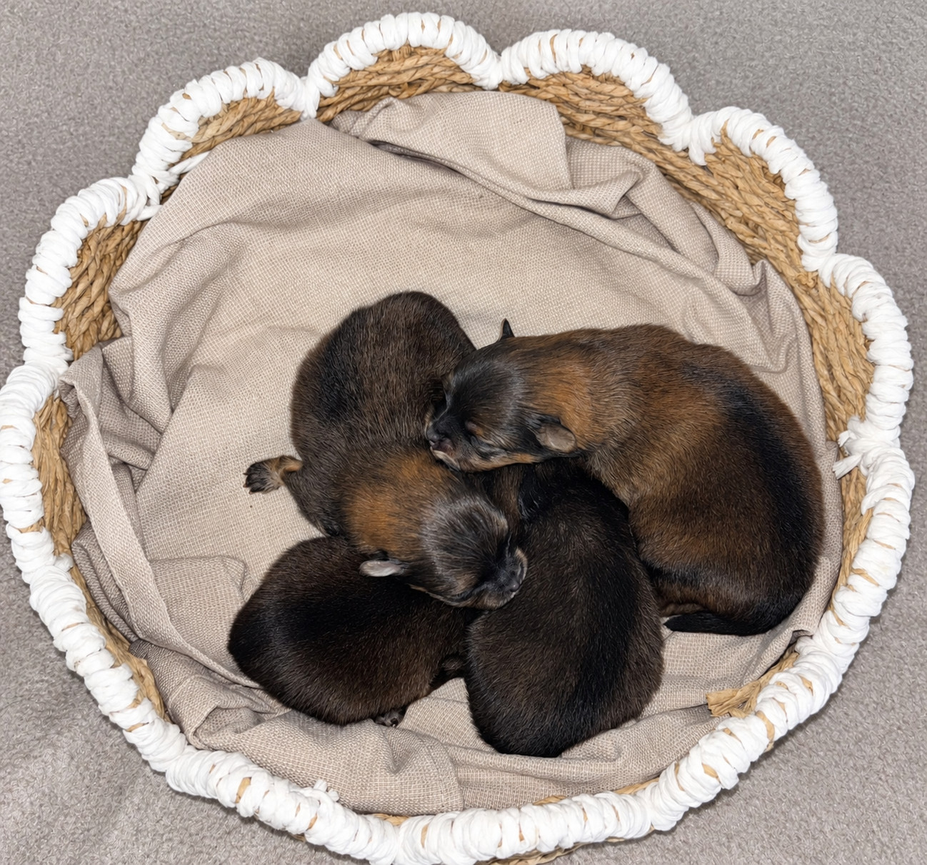 Chiot Spitz allemand Du Royaume Des Choupettes