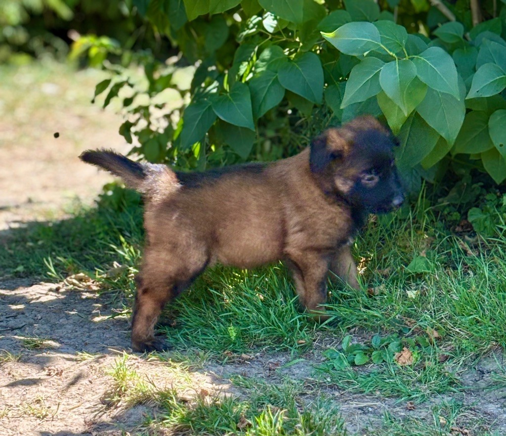 Du Royaume Des Choupettes - Chiots disponibles - Berger Belge