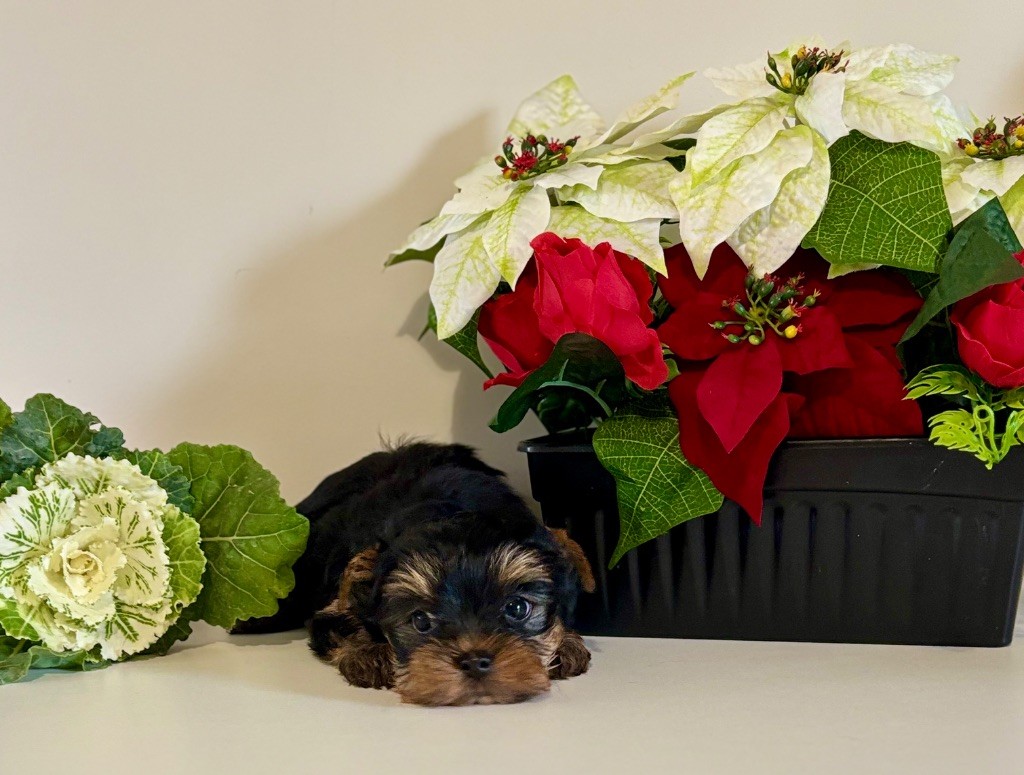 Du Royaume Des Choupettes - Yorkshire Terrier - Portée née le 13/09/2025