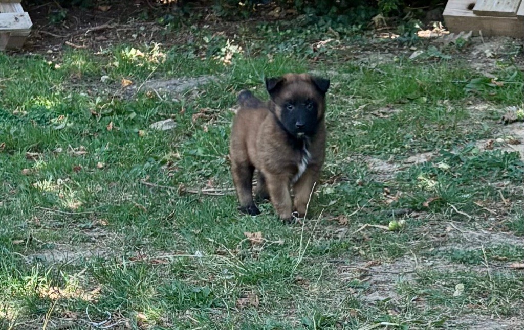 Du Royaume Des Choupettes - Chiots disponibles - Berger Belge
