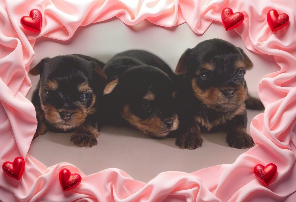 Du Royaume Des Choupettes - Chiots disponibles - Yorkshire Terrier