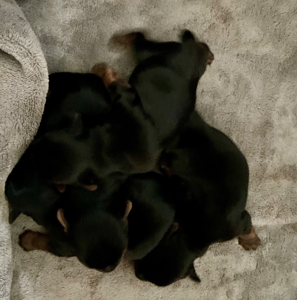 Du Royaume Des Choupettes - Chiots disponibles - Yorkshire Terrier